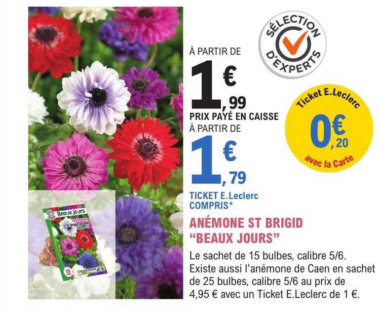 anémone st brigid "beaux jours"