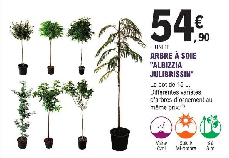 Arbre à Soie "albizzia Julibrissin"