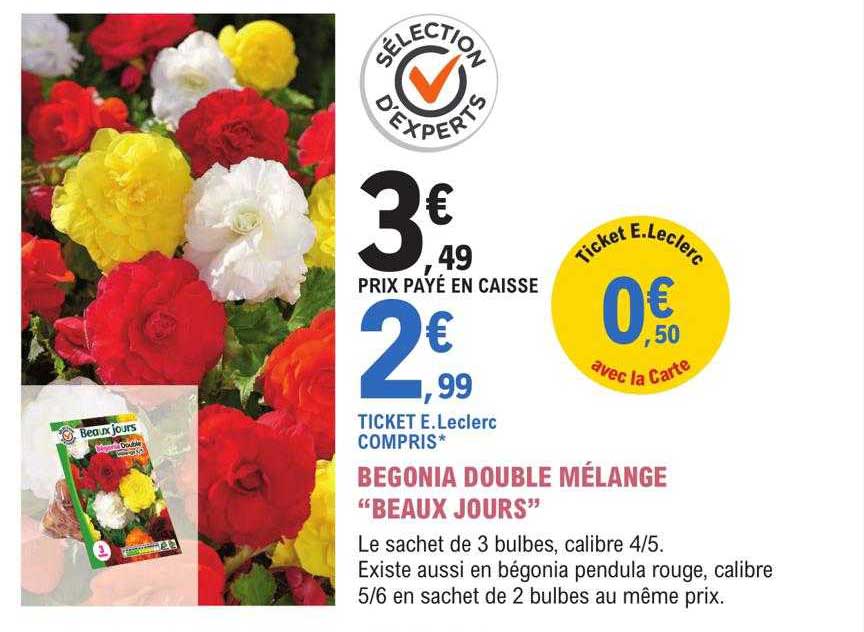 begonia double mélange "beaux jours"