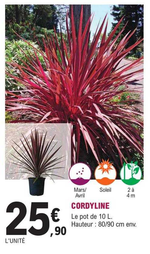 cordyline