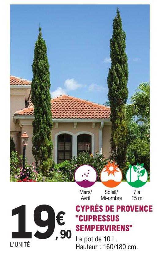 cyprès de provence "cupressus sempervirens"