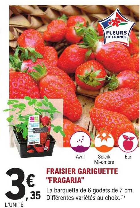 fraisier gariguette "fragaria"