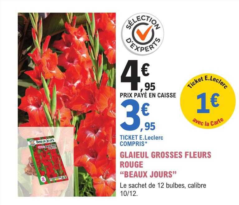 glaieul grosses fleurs rouge "beaux jours"