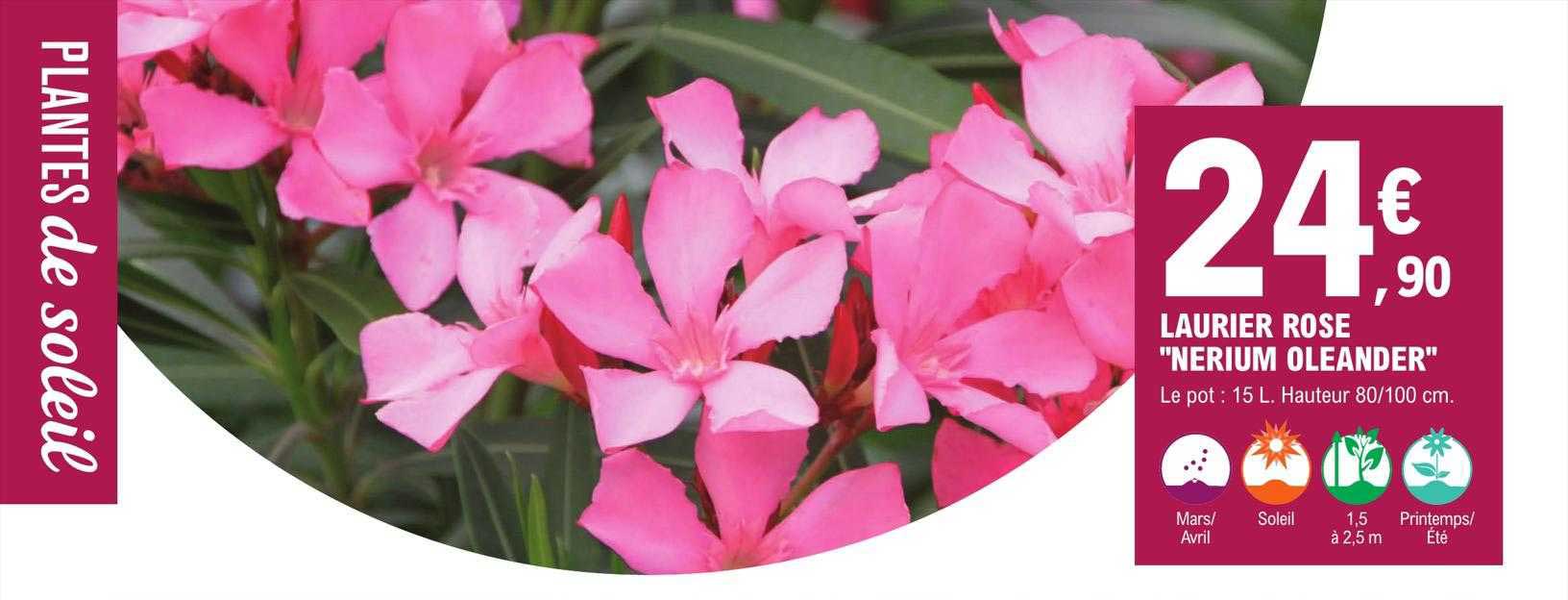 laurier rose "nerium oleander"