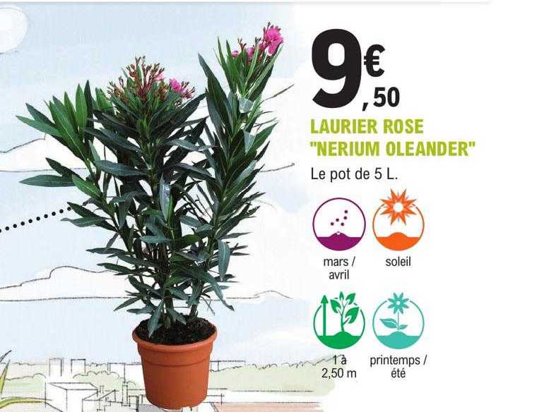 laurier rose "nerium oleander"