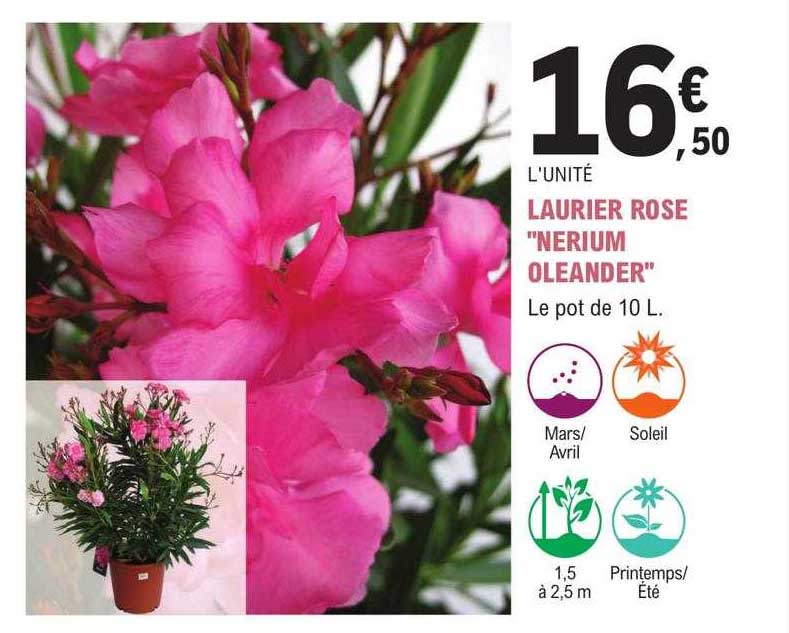 laurier rose "nerium oleander"