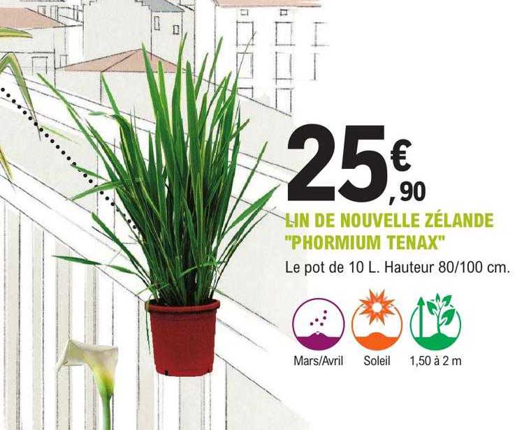 lin de nouvelle zélande "phormium tenax"