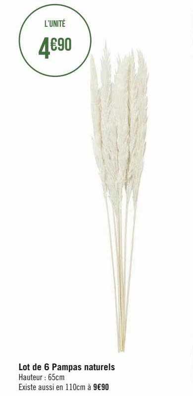 lot de 6 pampas naturels