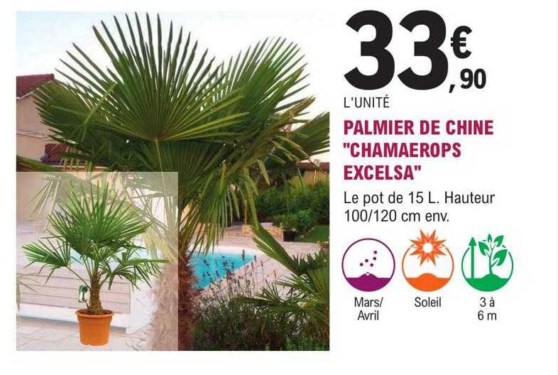 palmier de chine "chamaerops excelsa"