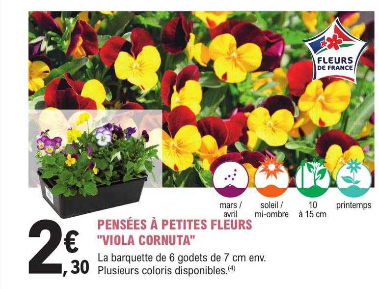 pensées à petites fleurs "viola cornuta"