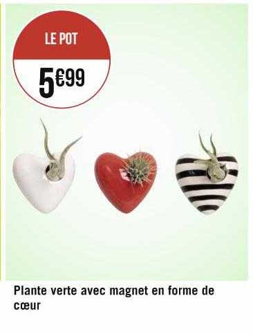 plante verte avec magnet en forme de cœur