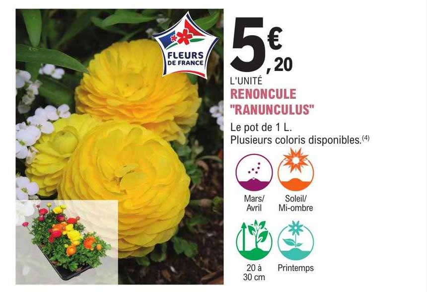 Renoncule "ranunculus"
