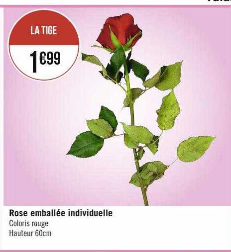 Rose Emballée Individuelle