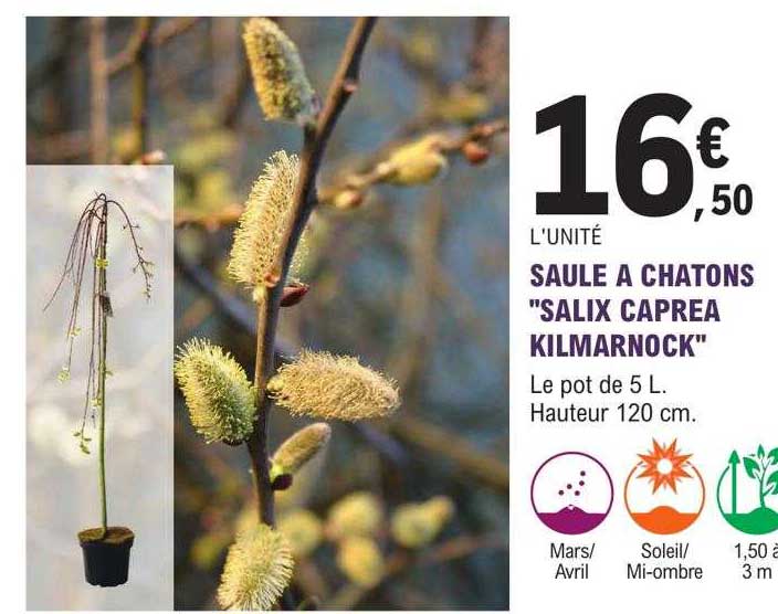 saule à chatons "salix caprea kilmarnock"