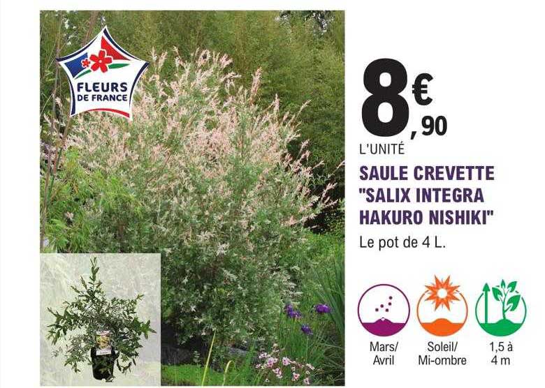 Saule Crevette "salix Integra Hakuro Nishiki"