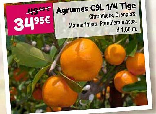 agrumes c9l 1/4 tige