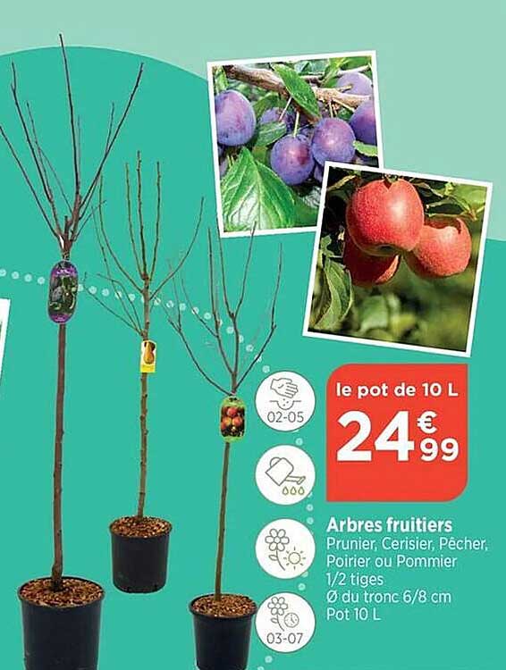Arbres Fruitiers