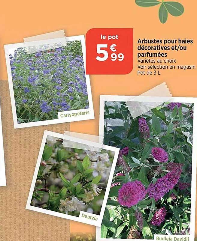 arbustes pour haies décoratives et/ou parfumées