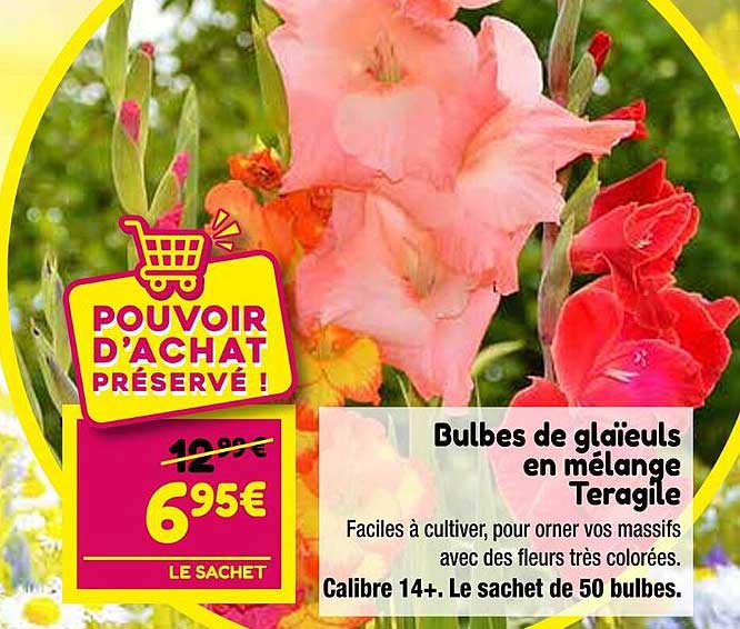 bubles de glaïeuls en mélange teragile