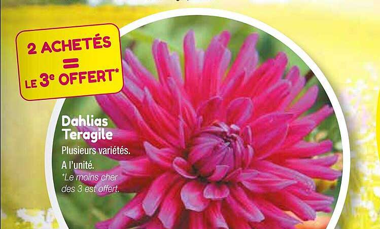 dahlias teragile