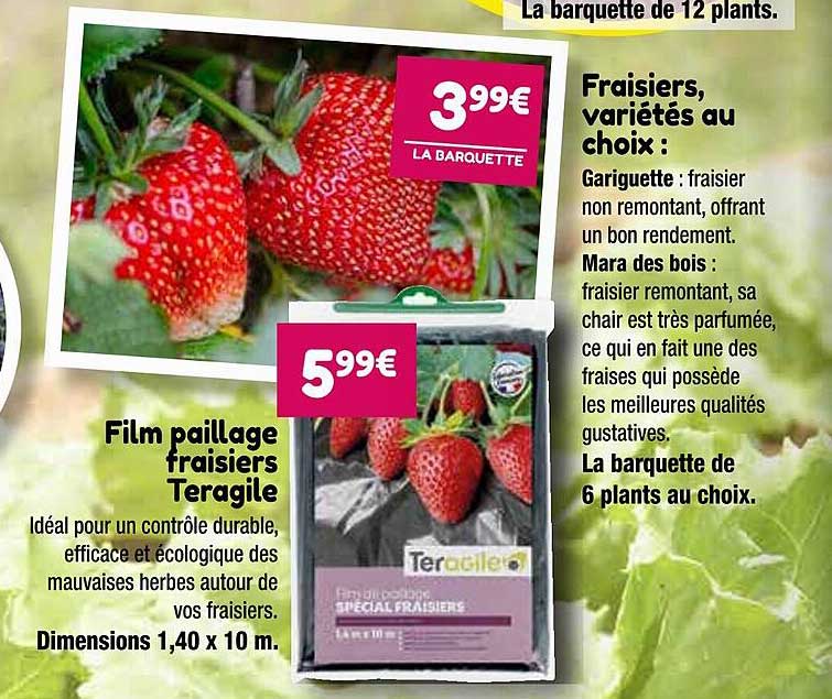 Film Paillage Fraisiers Teragile, Fraisiers