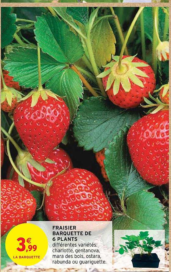 fraisier barquette de 6 plants