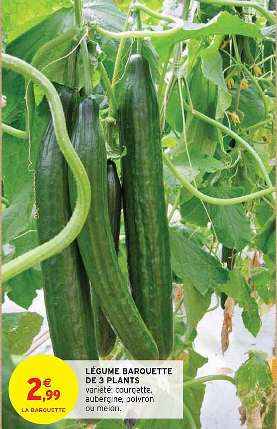 légume barquette de 3 plants