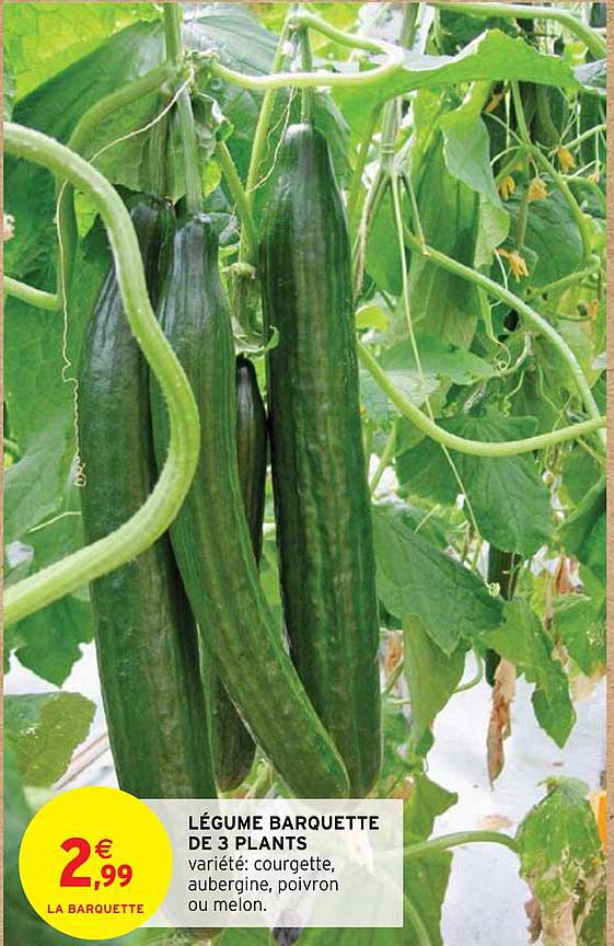 légume barquette de 3 plants