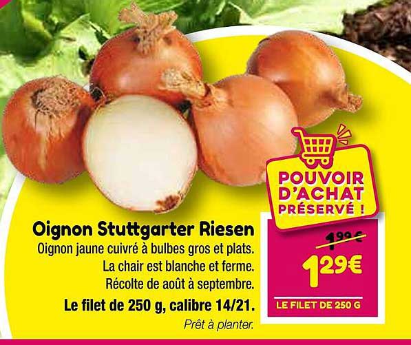 oignon stuttgarter riesen