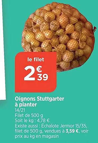 oignons stuttgarter à planter