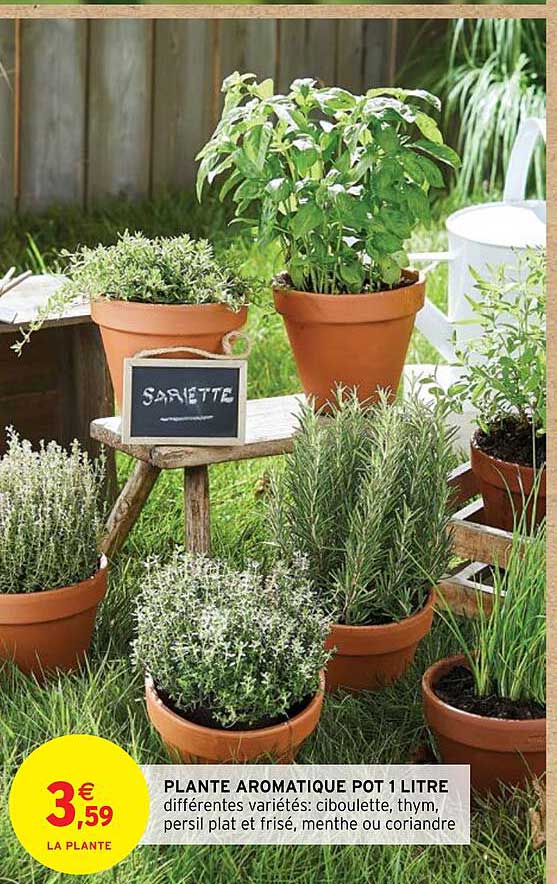 plante aromatique pot 1 litre