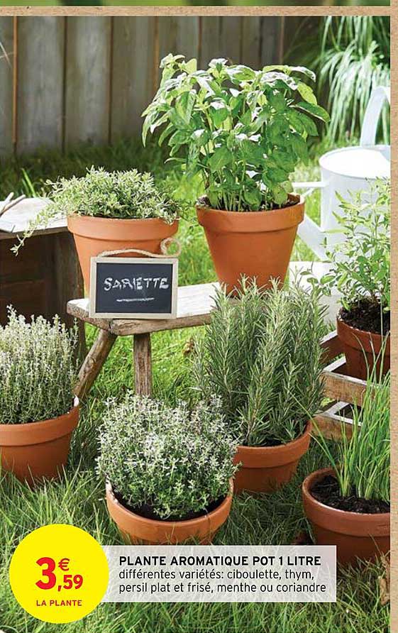 plante aromatique pot 1 litre