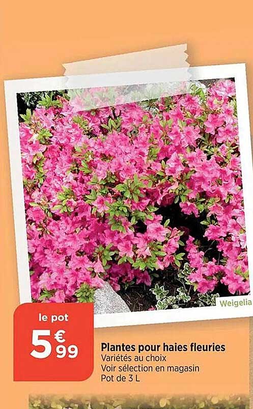 plantes pour haies fleuries