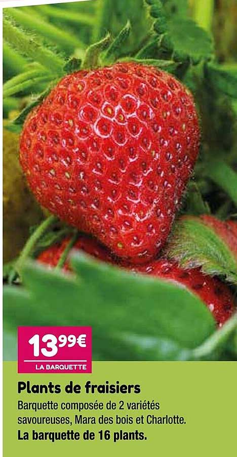 plants de fraisiers