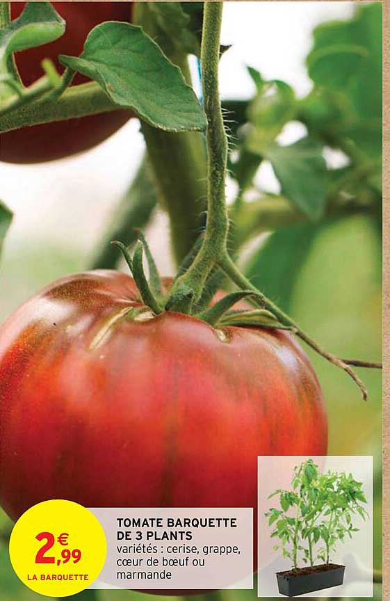 tomate barquette de 3 plants