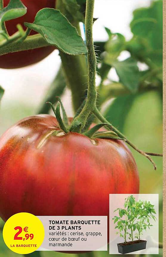 tomate barquette de 3 plants