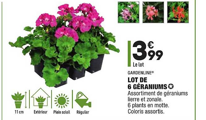 gardenline lot de 6 géraniums