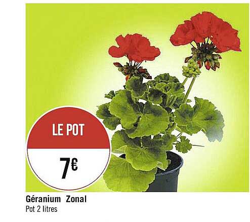 géranium zonal