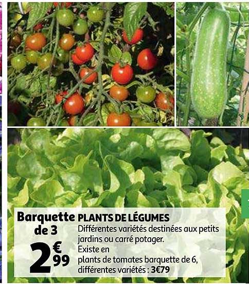plants de légumes