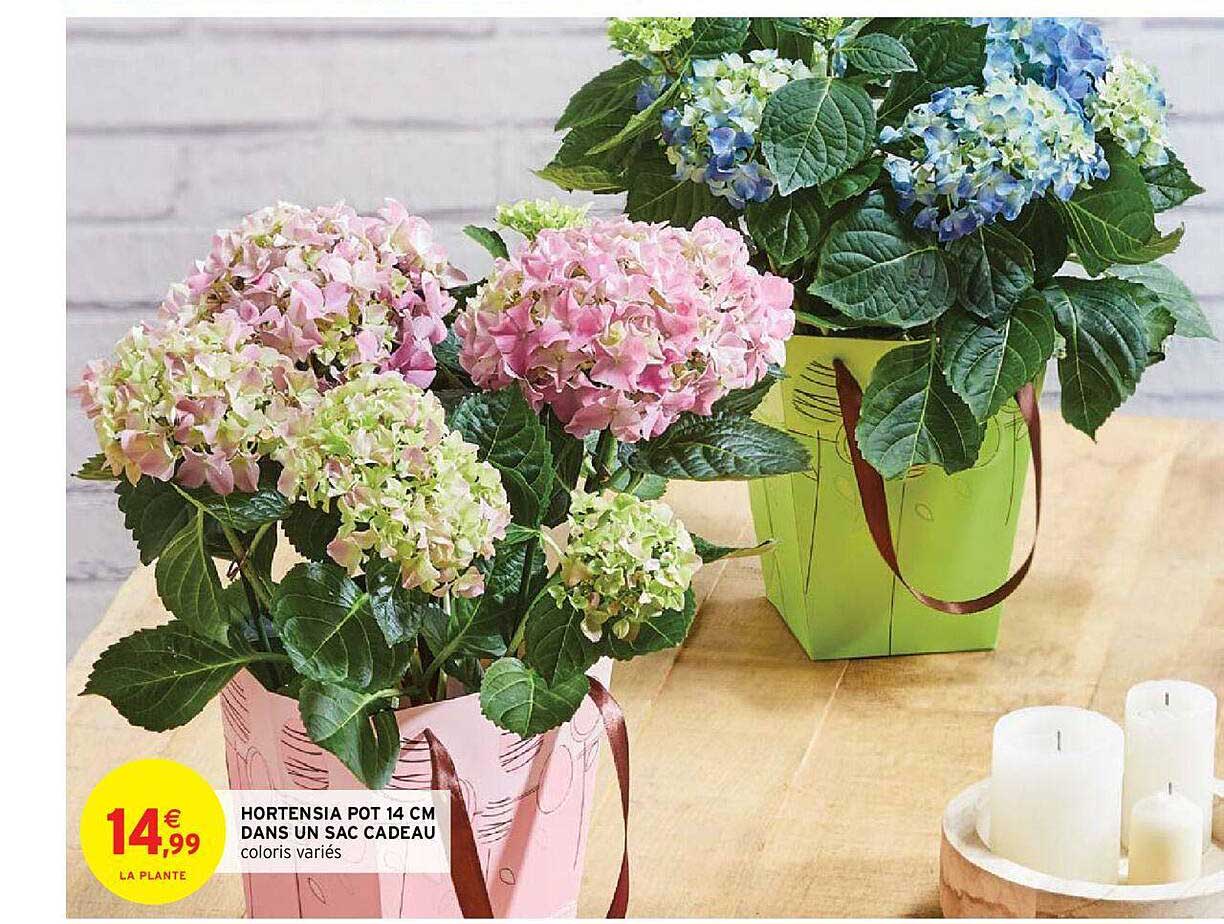 hortensia pot 14 cm dans un sac cadeau