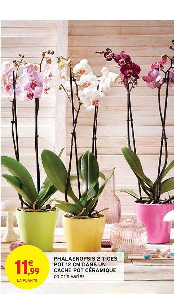 phalaenopsis 2 tiges pot 12 cm dans un cache pot céramique