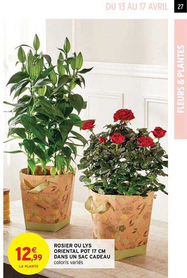 rosier ou lys oriental pot 17 cm dans un sac cadeau