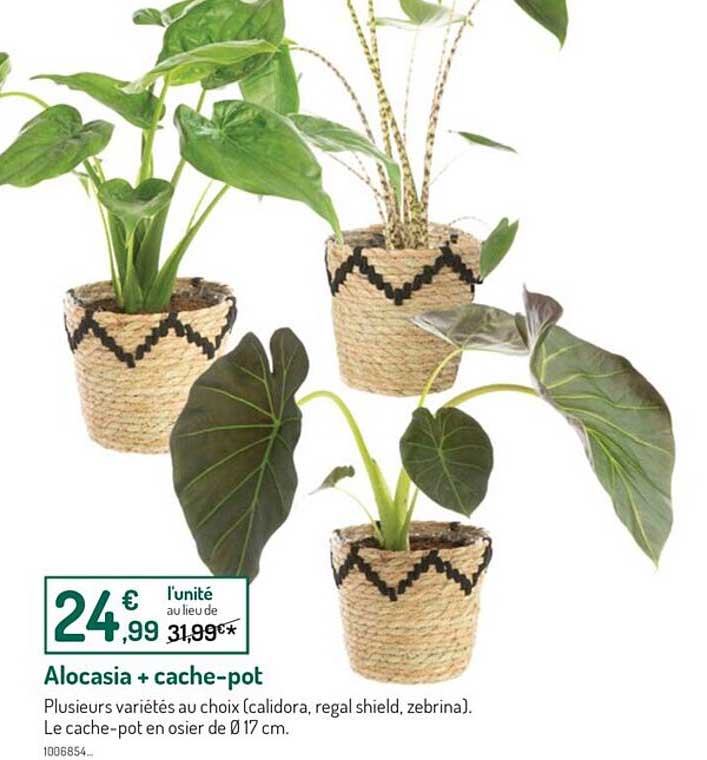 Alocasia + Cache-pot