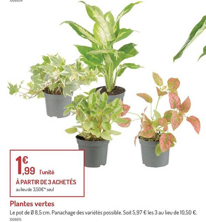 Plantes Vertes