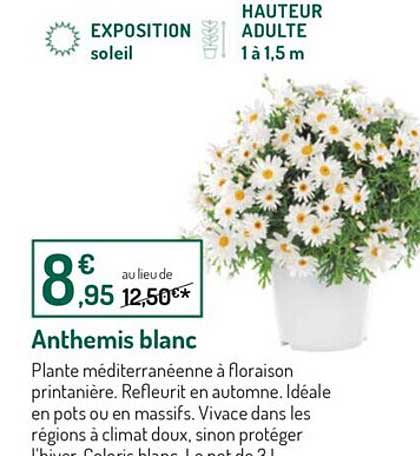 anthemis blanc