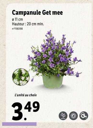 Campanule Get Mee
