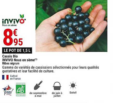 cassis bio invivo nous on sème ribe nigrum