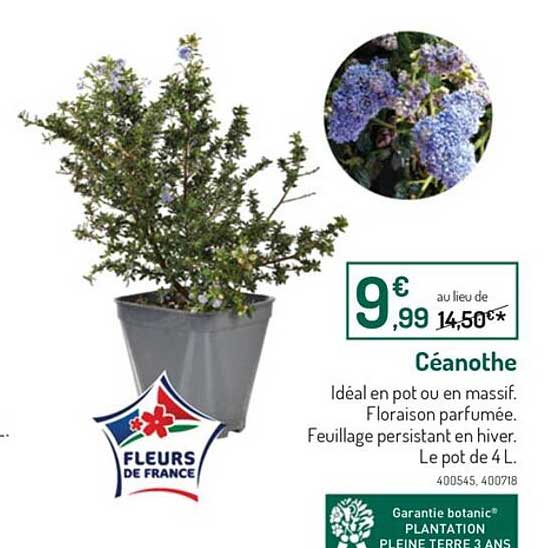 céanothe