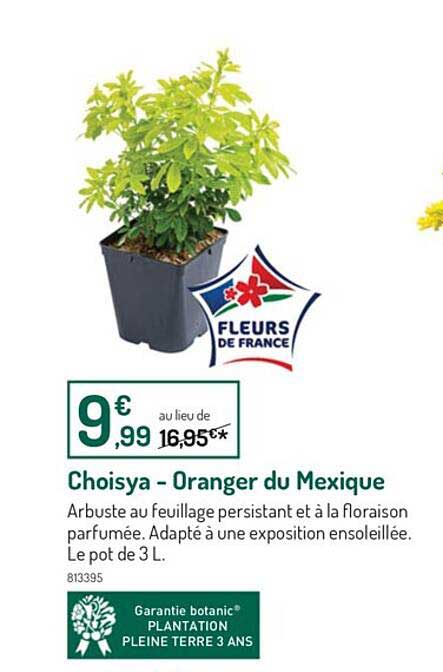 choisya - oranger du mexique