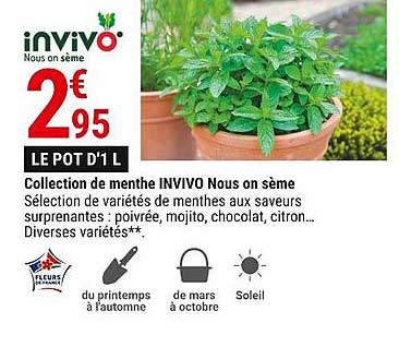 collection de menthe invivo nous on sème